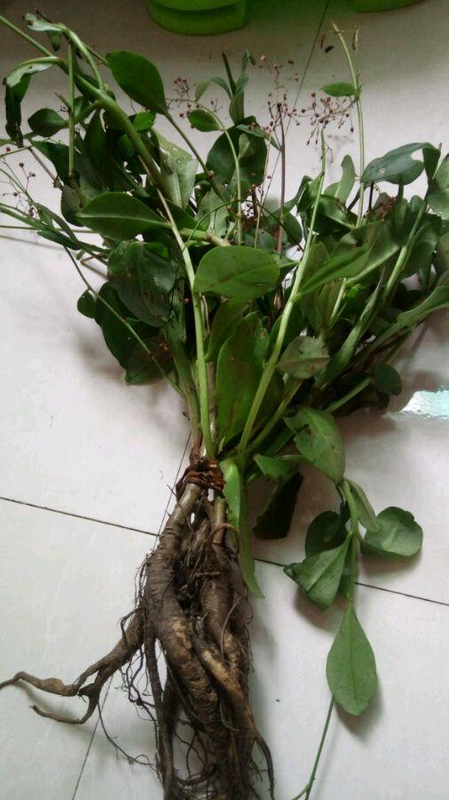 农村野菜别名野人参,农村这种土人参有什么功效