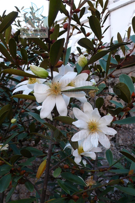 云南含笑功效,云南含笑植物的功效与作用