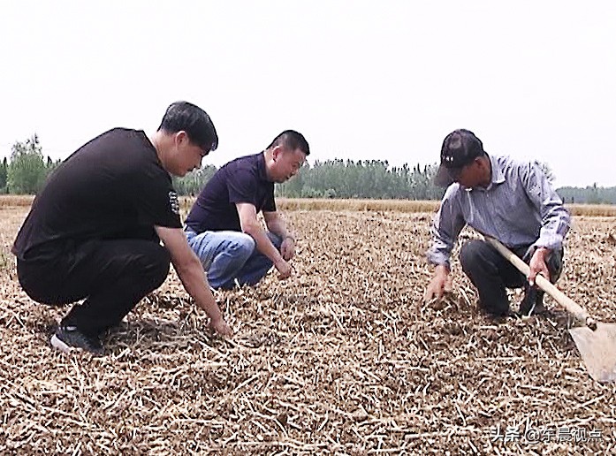 秸秆还田讲解,秸秆还田最新情况