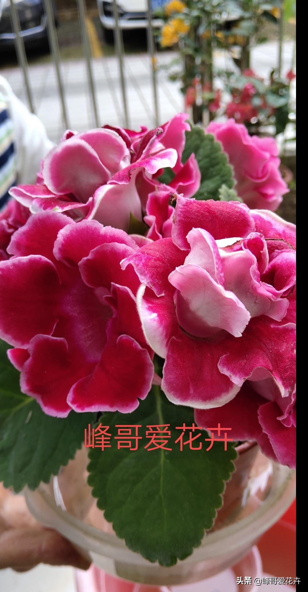 淘米水做花肥的做法,怎样用淘米水和酸奶制花肥