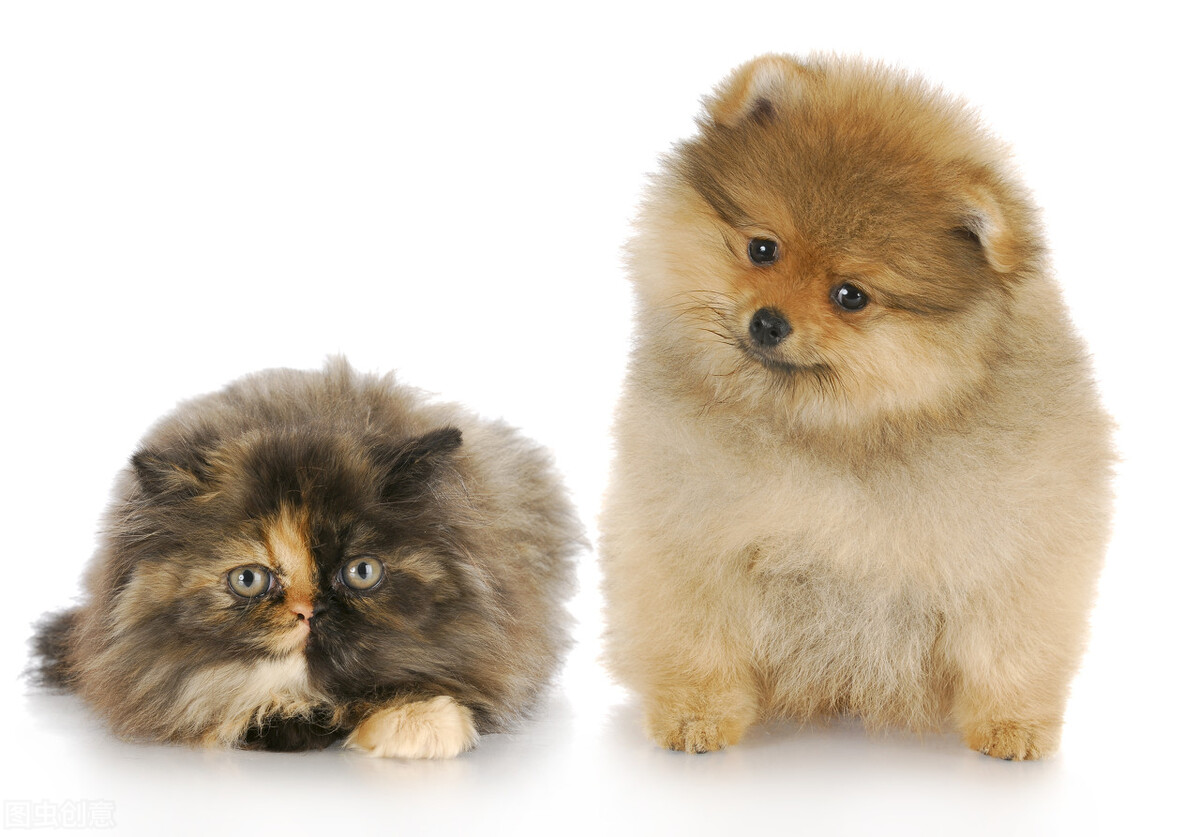 狗不喝水怎么纠正,狗不吃食怎么办小妙招