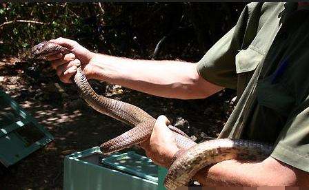 为什么有见蛇不能打的说法,看见蛇应不应该打