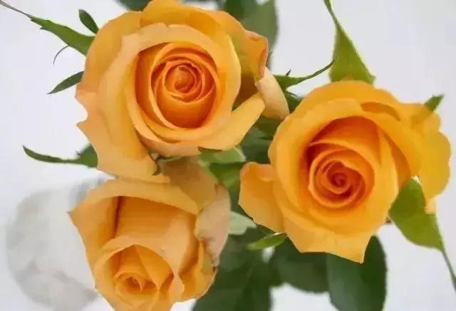 4000种不一样的玫瑰品种大全,100种玫瑰品种图鉴大全