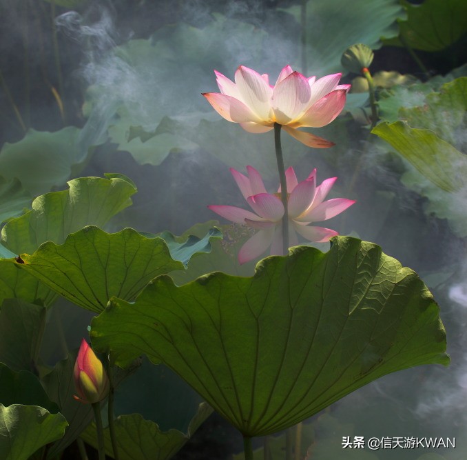 澶忚嚦宸茶嚦鑽疯姳鏅偣 (澶忚嚦宸茶嚦閭ｅ氨蹇樺嵈鐐庣儹鍘昏祻鑺卞惂)