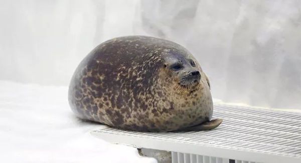 萌萌的动物名字,萌萌哒的植物角名称