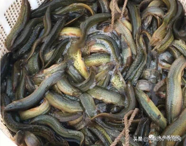 一天1元连续翻倍30天是多少钱,特价泥鳅苗价格