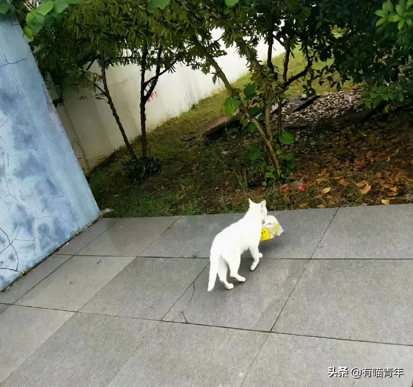 北大猫咪图鉴,中国人民大学猫咪图鉴