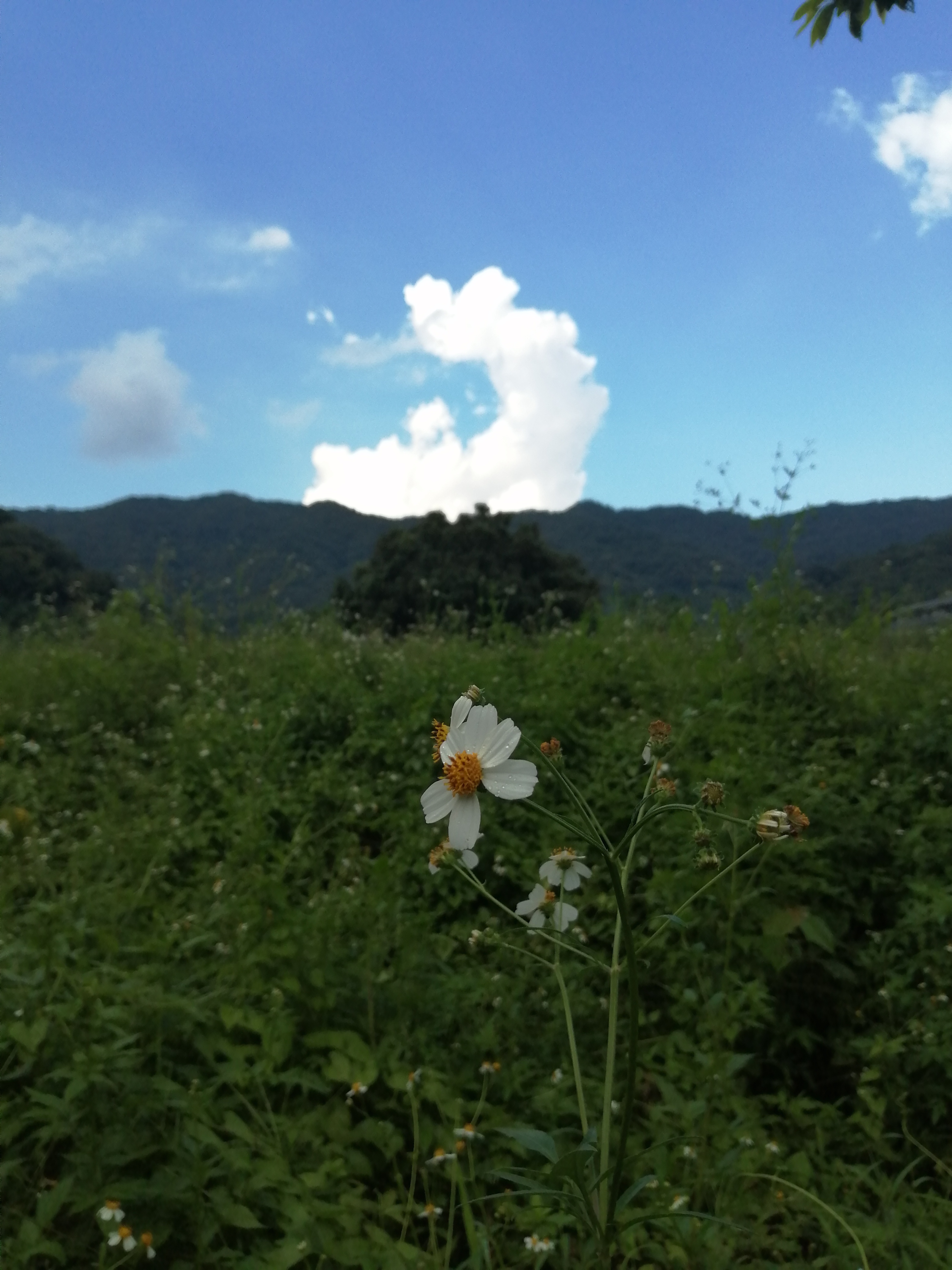 惠州罗浮山酥醪景区天然氧吧,罗浮山酥醪村天然氧吧民宿