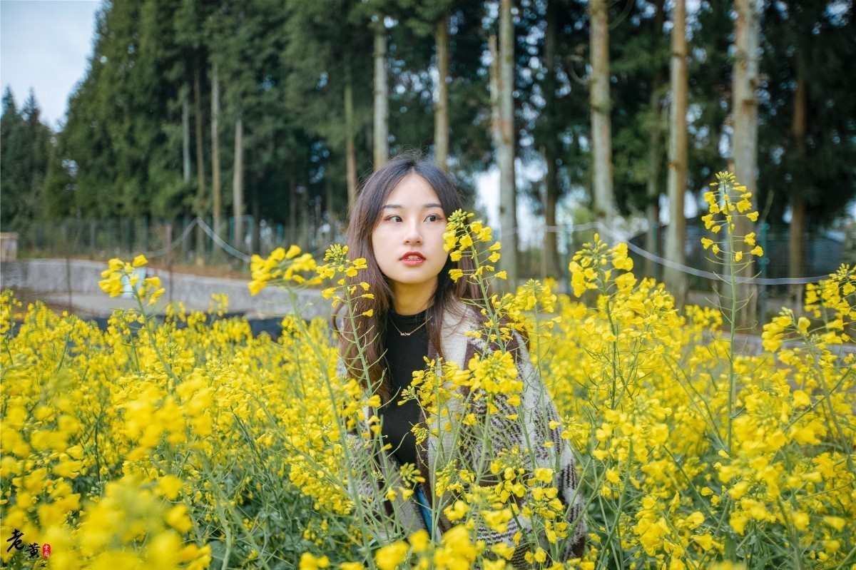 石柱黄连与川黄连,石柱黄连和雅安黄连