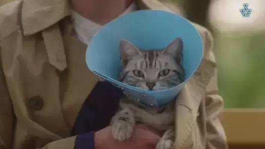 为什么说养猫对孩子有益,为什么有的人养猫养鸟容易养的好