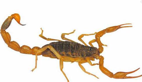 孕妇忌用的中药饮片,孕妇慎用和禁忌的中药