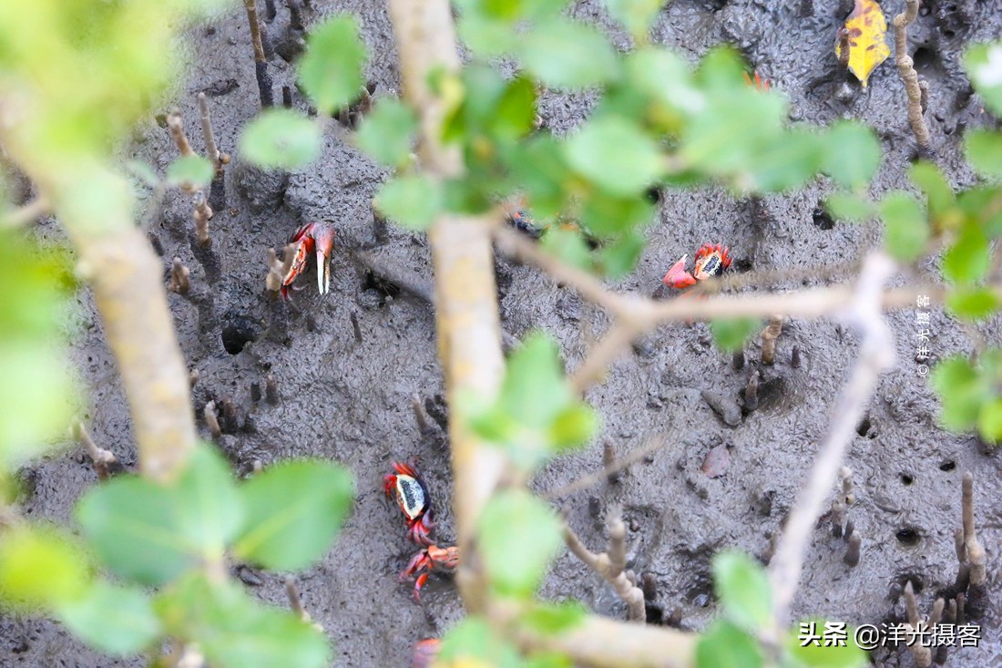 阳西县程村镇蚝排,阳西中国蚝乡在哪里