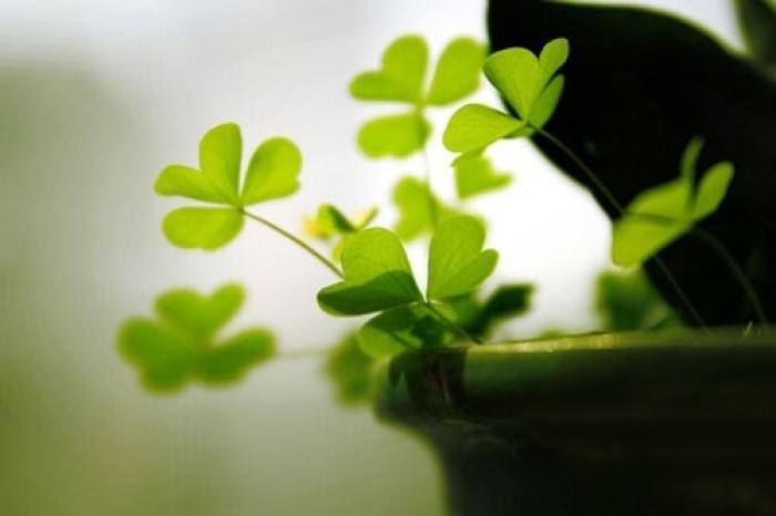 三叶草出现在哪个位置容易发现,三叶草的特点和生长位置