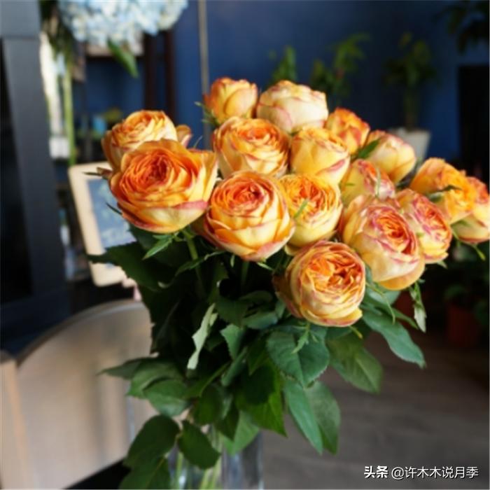 网购月季应该怎么种植？月季移栽后出现黄叶、枯萎是什么原因呢？