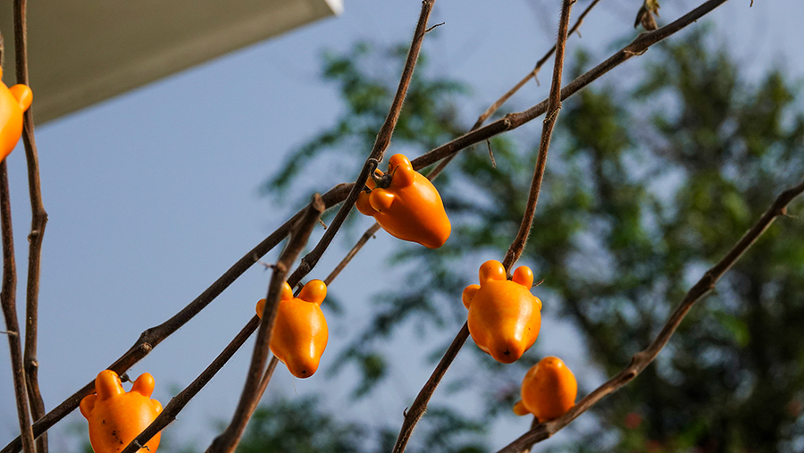 尼泊尔十堰,尼泊尔为什么这么穷