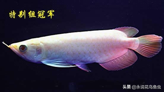 观赏龙鱼图片欣赏,观赏鱼欣赏龙鱼