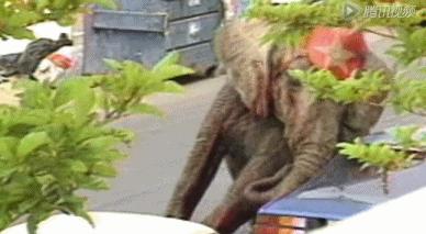 小飞象真实事件,小飞象的真实故事