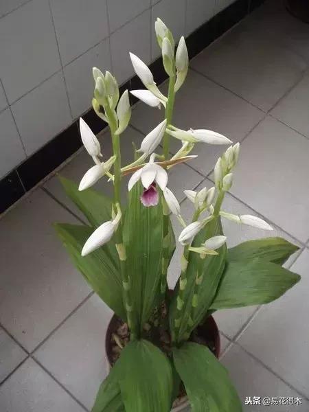 鹤顶兰讲解,鹤顶兰用什么土栽培最好