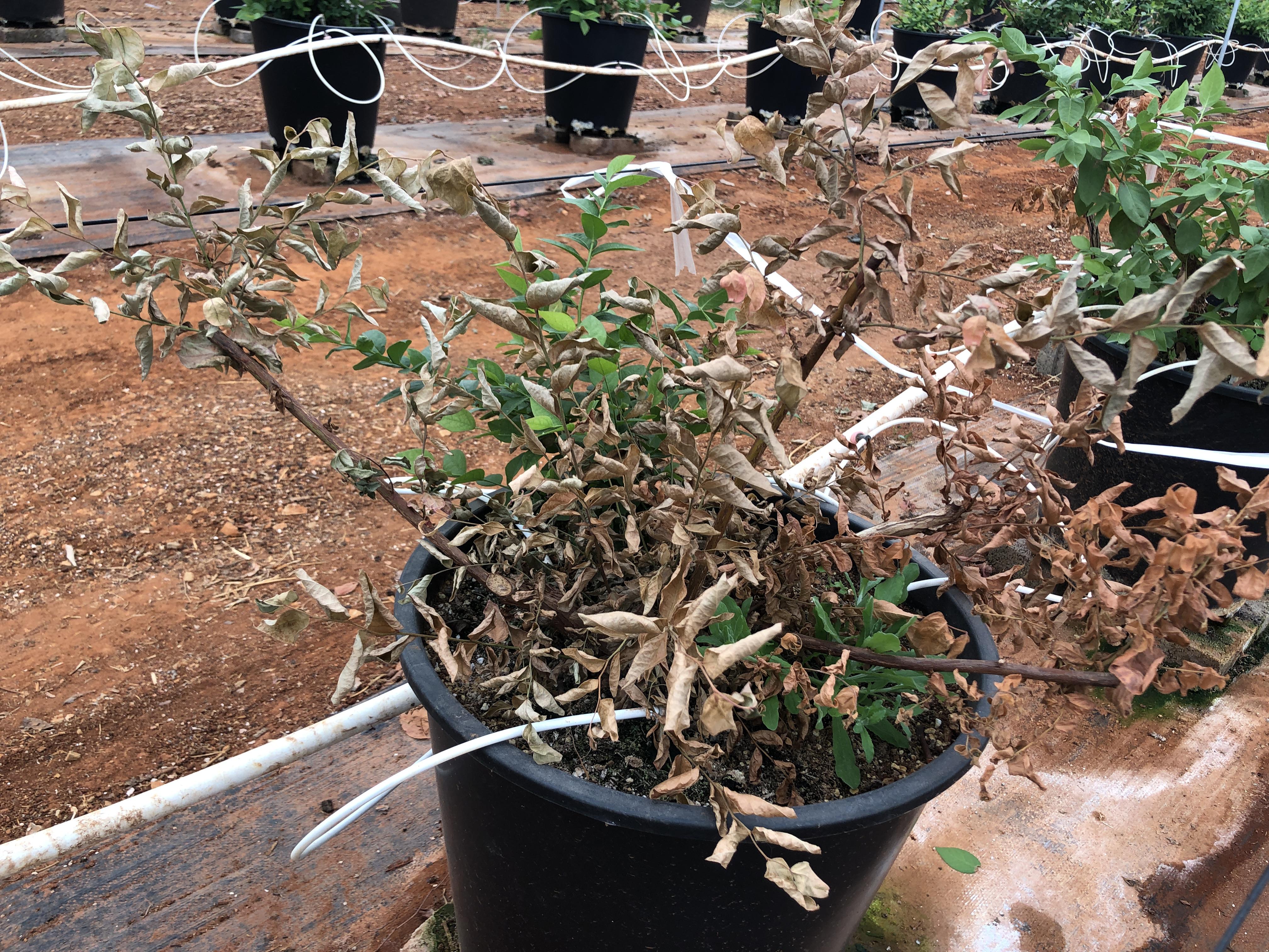 资本进驻后导致公司产生纠纷,公司引入资本发生股东纠纷