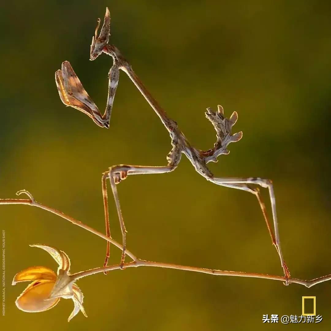 美国国家地理杂志2020摄影作品,美国国家地理杂志摄影展