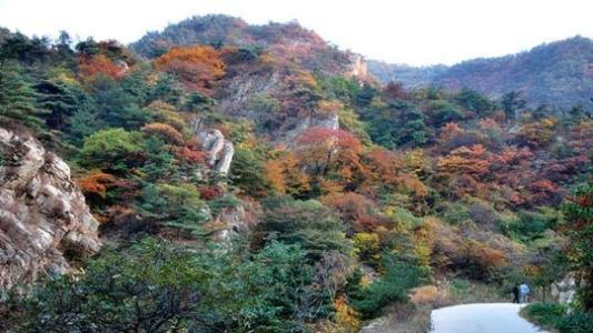 烟台昆嵛山和威海昆嵛山,烟台昆嵛山林场