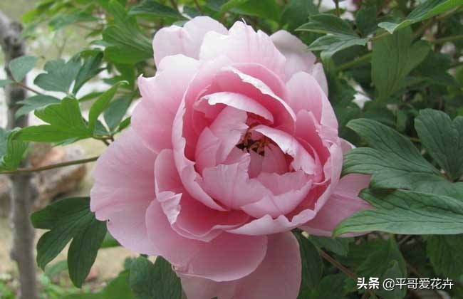 紫斑牡丹萎蔫如何管理,牡丹叶面发黄是什么原因