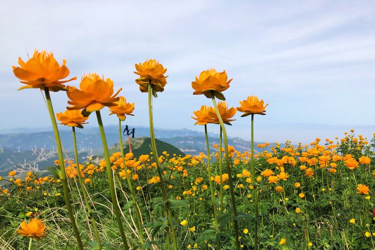 小五台山景区游玩攻略,小五台山快乐一日游