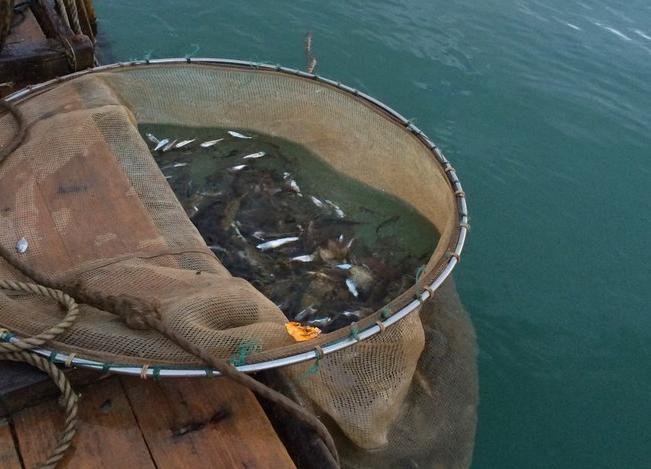 渔民出海捕鱼视频教程,渔民出海打鱼全过程