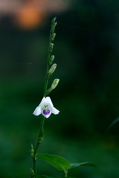 紫玉箫全部视频,紫玉箫全文