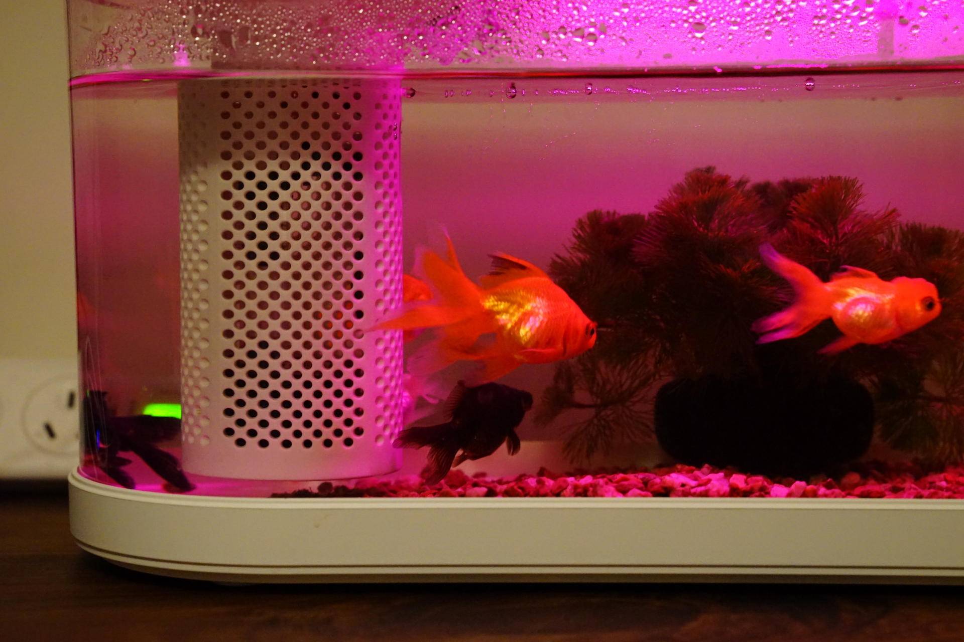 画法几何智能鱼缸开缸,画法几何最新智能模块化鱼缸评测