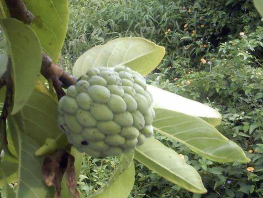 有一种外观跟荔枝很像的野果子,南方特有的荔枝