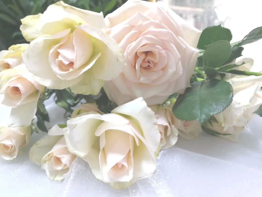 香槟玫瑰黄色泡泡,香槟多头玫瑰种植