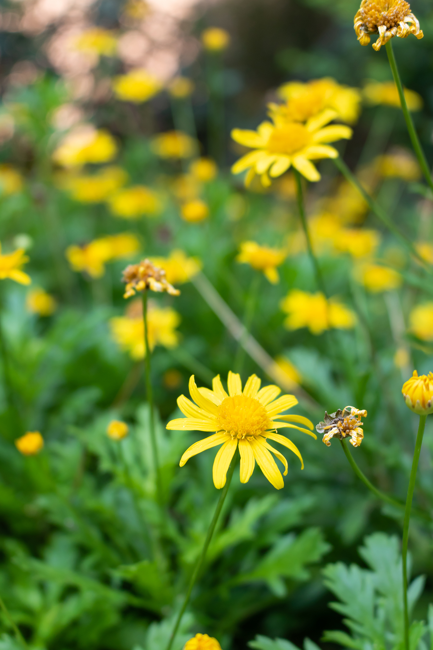 新手佳能相机eos750d,佳能eos750d优缺点