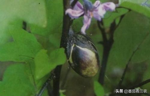 茄子僵果和畸形果是怎么造成的,茄子裂果是怎么回事该如何防治