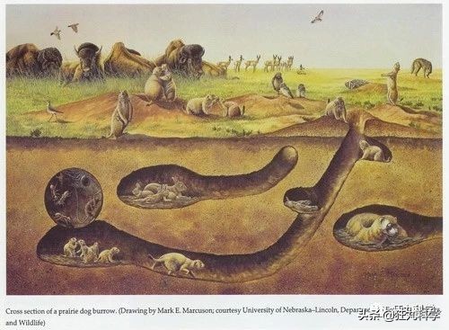 你以为土拨鼠只会尖叫？其实它可能正在骂你