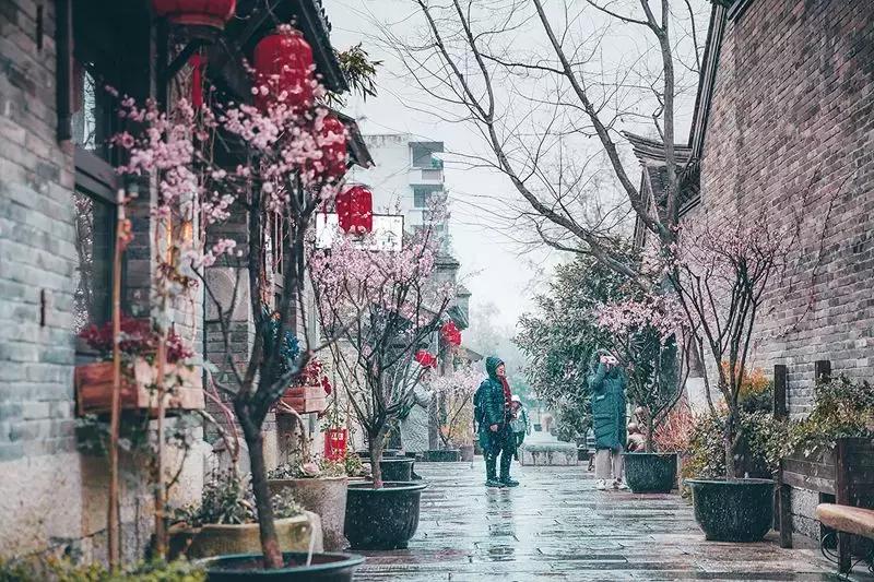 徐州市中心处竟隐藏着一片梅花林，时尚又古香的街区被映成粉色