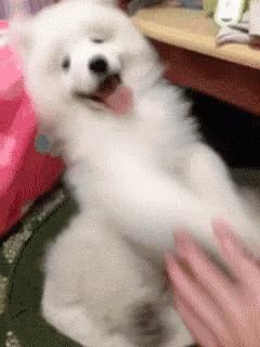 纯种狗怎么来的,怎样培育纯种狗