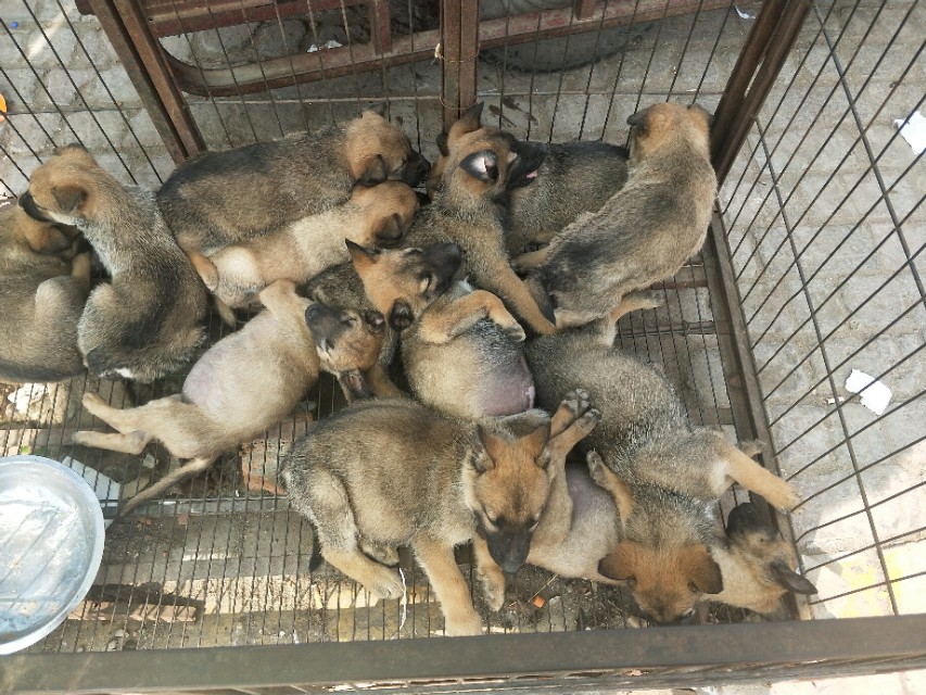 小伙去狗场抓德牧,开封狗市抓狗