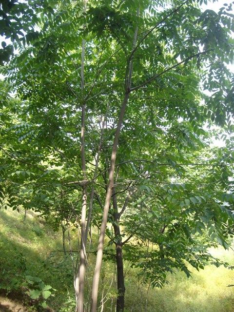神农本草经中的药材图片,神农本草经高清彩图