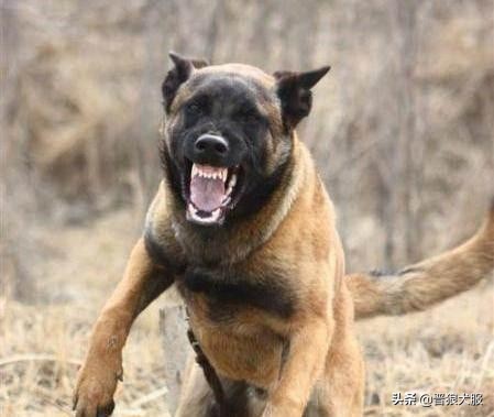 马犬代训一个月的效果,训马犬的正确方法和注意事项