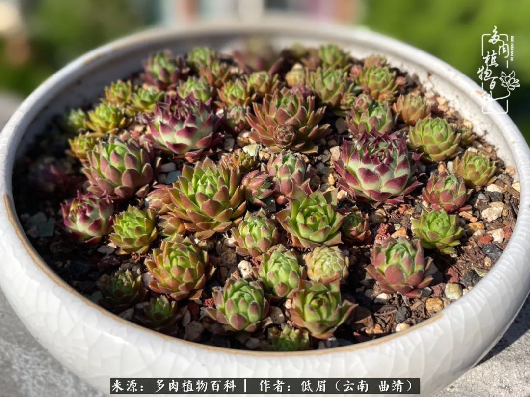 怎么在多肉植物百科投稿,怎样向多肉植物百科投稿