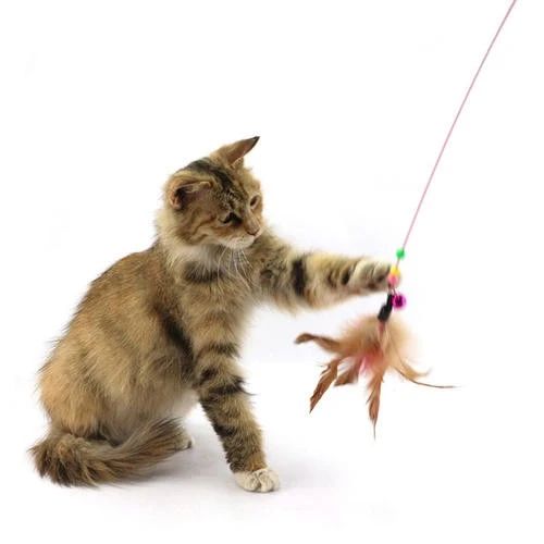 猫咪到新环境害怕怎么缓解,怎么才能帮助受惊猫咪走出阴影