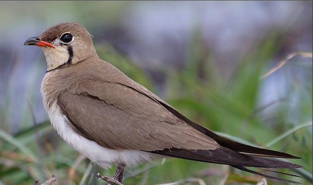 东江揽胜,惠州淡水常见鸟类图谱