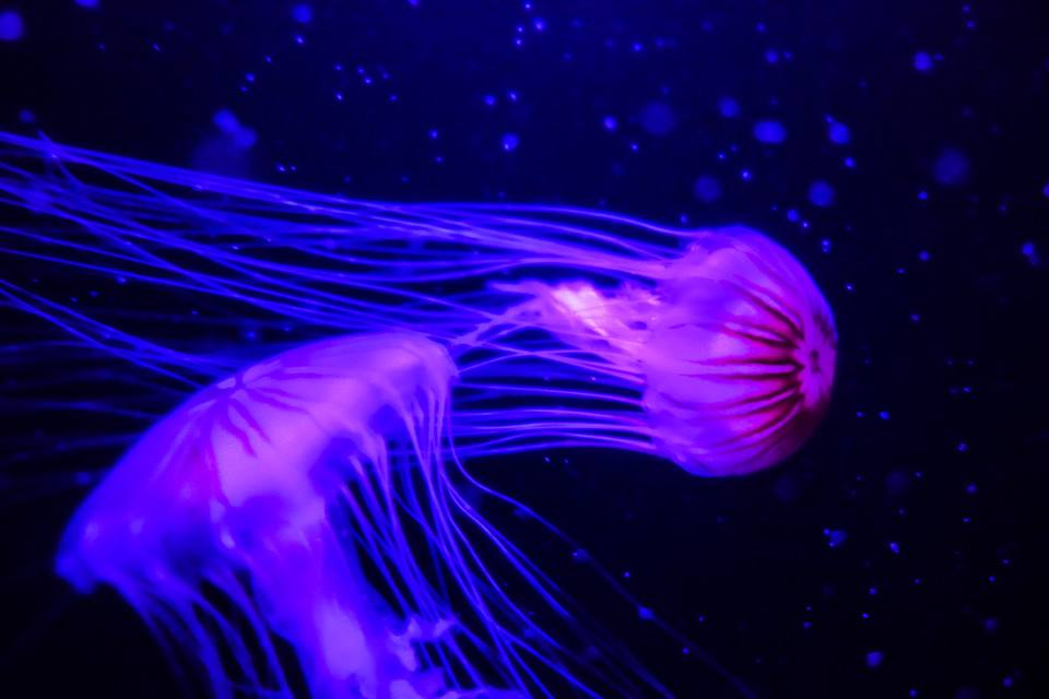 天山童姥什么武功返老还童,天山童姥为什么会北冥神功