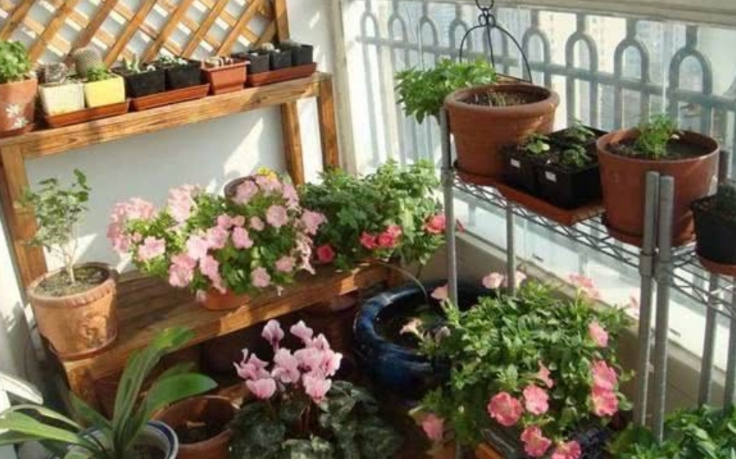 花卉蚧壳虫的特效药图片,花卉植物有蚜虫蚧壳虫用什么药