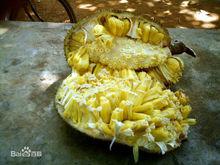 波罗蜜的食性,菠萝蜜在什么地方生长的