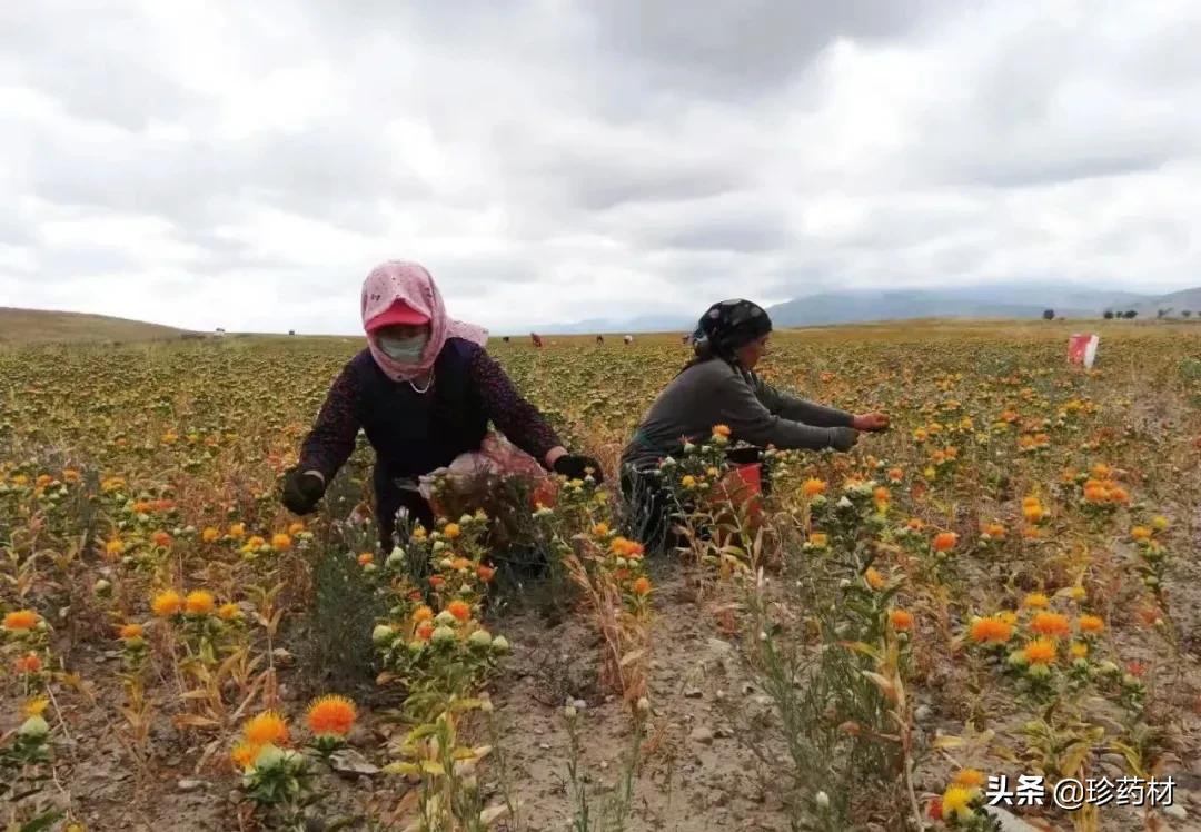 今年红花价格能涨多少,红花最新价格回落