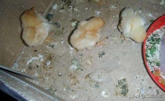 小鸡精神不振该怎么治,小鸡翅膀下垂精神萎靡用什么药