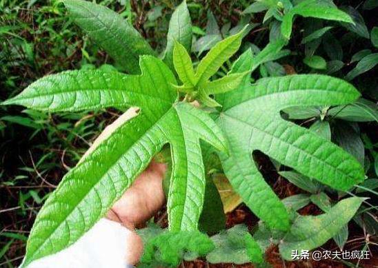 叫桃不是桃，20年前山上很多，如今农民大量种植，10元1斤很畅销