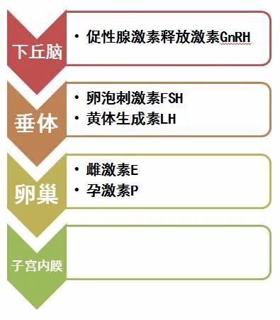 女性体内的神秘“暗线”：竟能支配月经